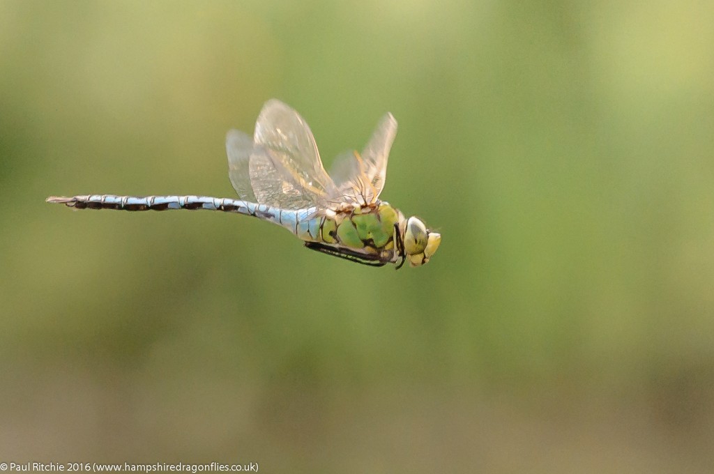 Emperor (Anax imperator) - male