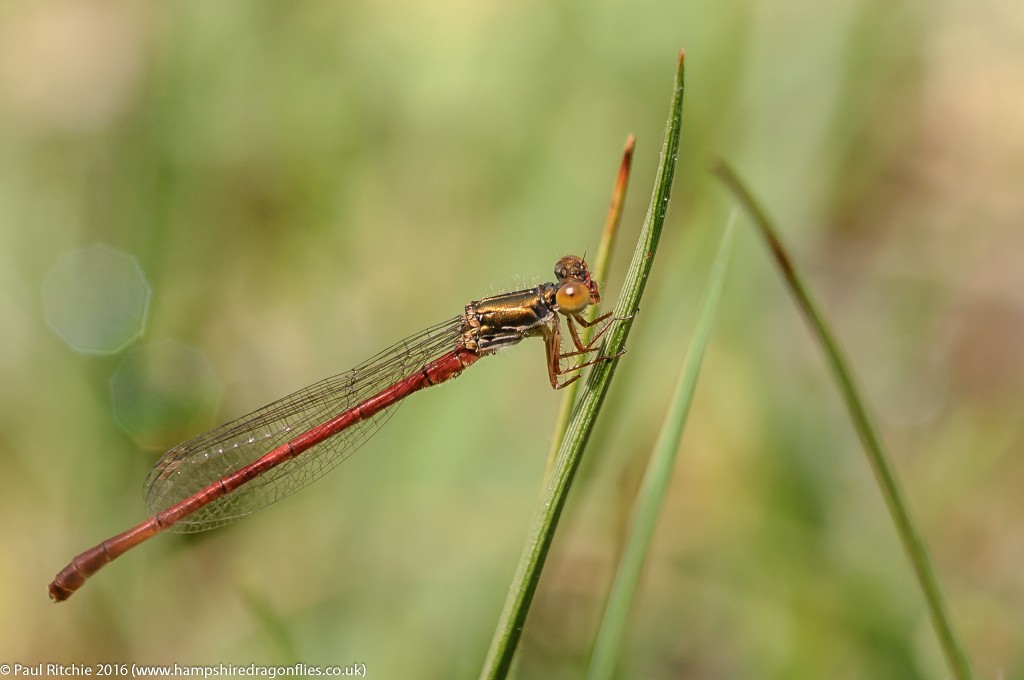 Small Red Damsefly (Ceriagrion tenellum) - male