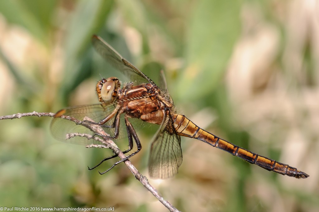 Keeled Skimmer (Orthetrum coerulescens) - immature male