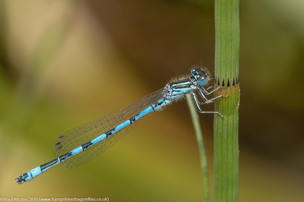 Southern Damselfly (Coenagrion mercuriale) - male 