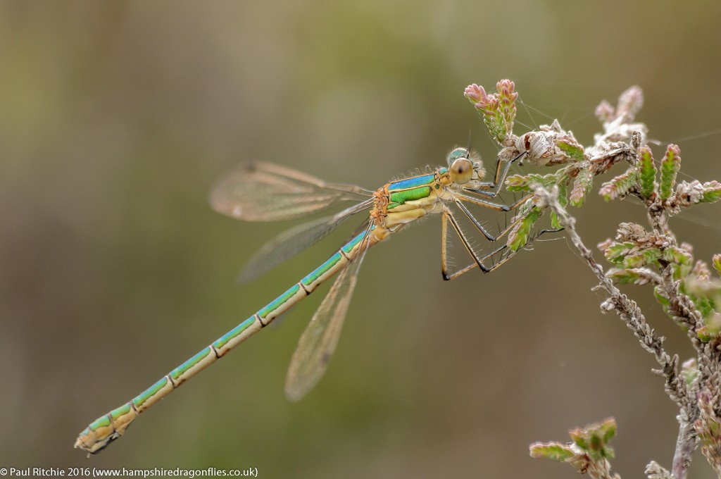 Common Emerald (Lestes sponsa) - immature female