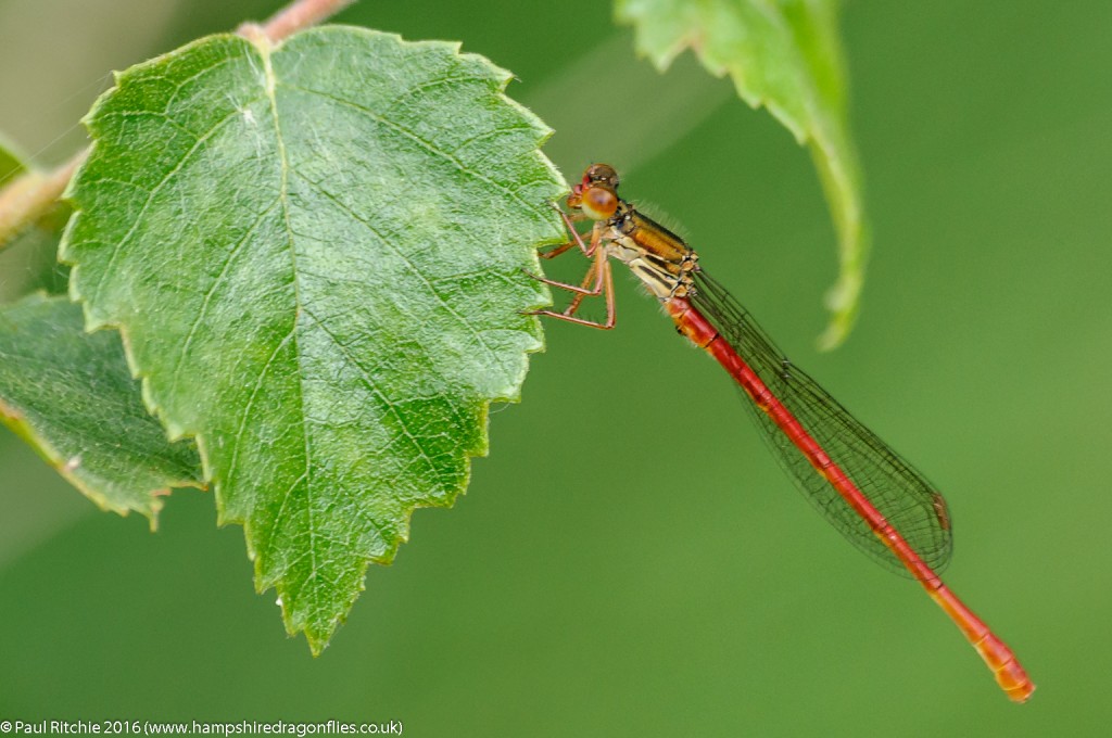 Small Red (Ceriagrion tenellum) - male