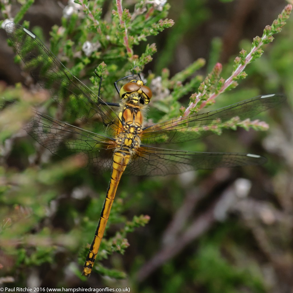 Black Darter (Sympetrum danae) - immature female