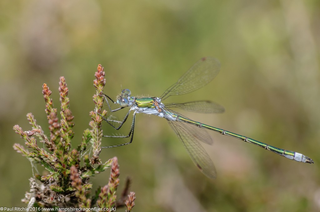 Common Emerald (Lestes sponsa) - male