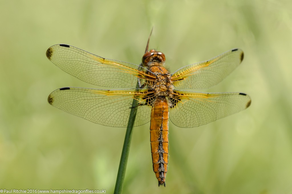 Scarce Chaser (Libellula fulva) - immature female