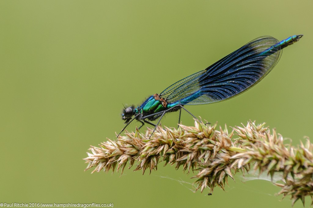 Banded Demoiselle (Calopteryx splendens) - male