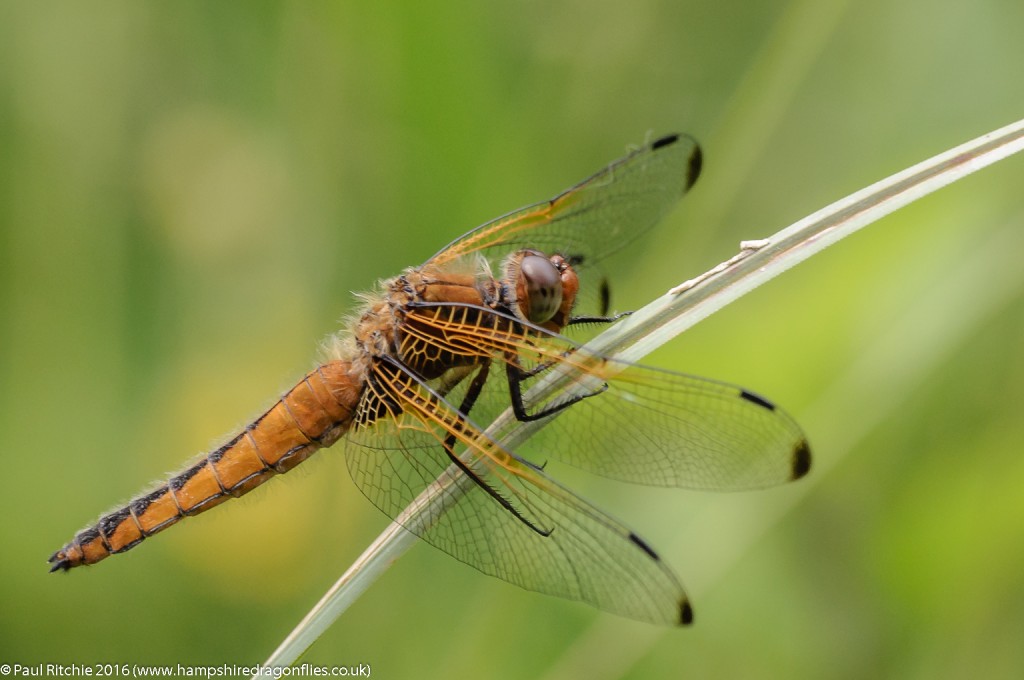 Scarce Chaser (Libellula fulva) - immature female