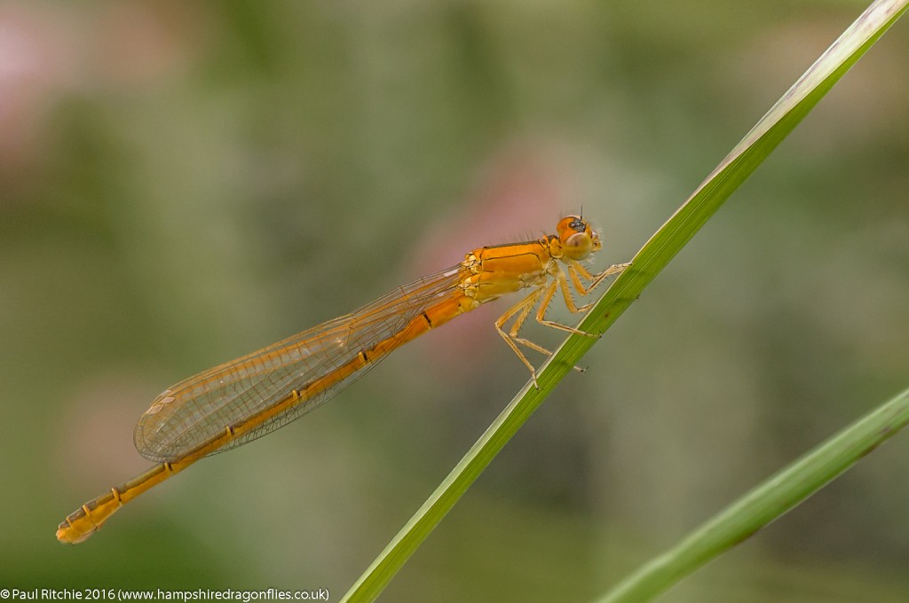 Scarce Blue-tailed (Ischnura pumilio) - imm female aurantiaca phase