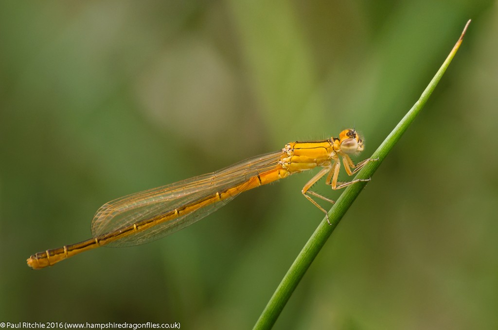 Scarce Blue-tailed (Ischnura pumilio) - imm female aurantiaca phase