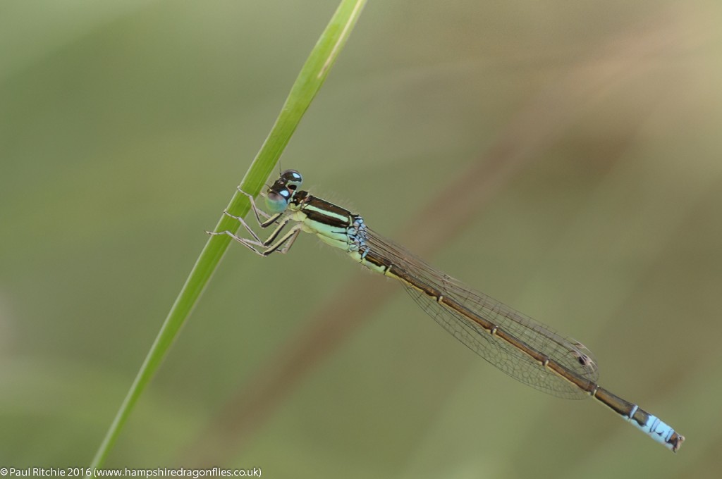 Scarce Blue-tailed (Ischnura pumilio) - male