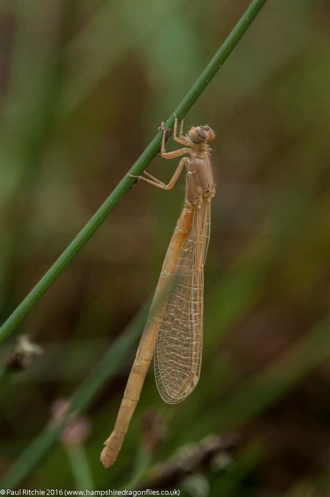 Scarce Blue-tailed (Ischnura pumilio) - freshly-emerged female