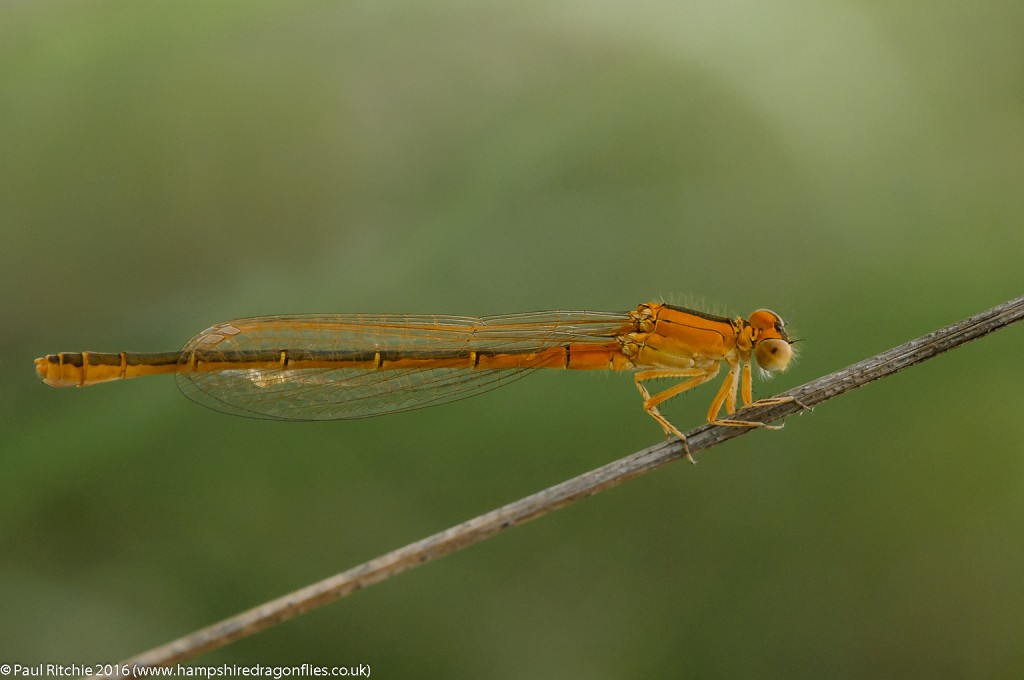 Scarce Blue-tailed (Ischnura pumilio) - imm female aurantiaca phase