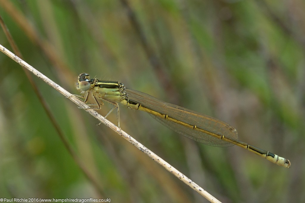 Scarce Blue-tailed (Ischnura pumilio) - immature male