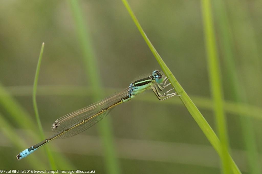 Scarce Blue-tailed (Ischnura pumilio) - male