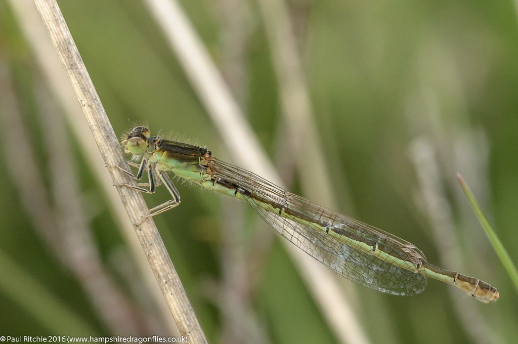 Scarce Blue-tailed (Ischnura pumilio) - mature female