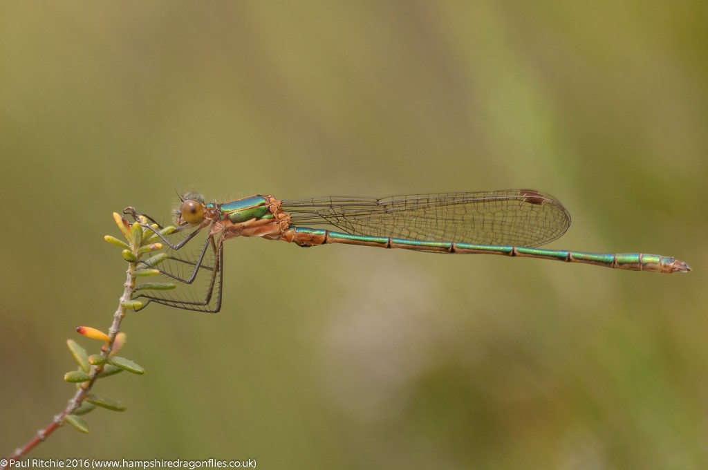 Common Emerald (Lestes sponsa) - immature male