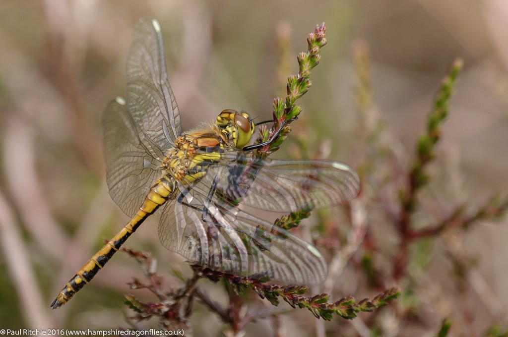 Black Darter (Sympetrum danae) - immature male