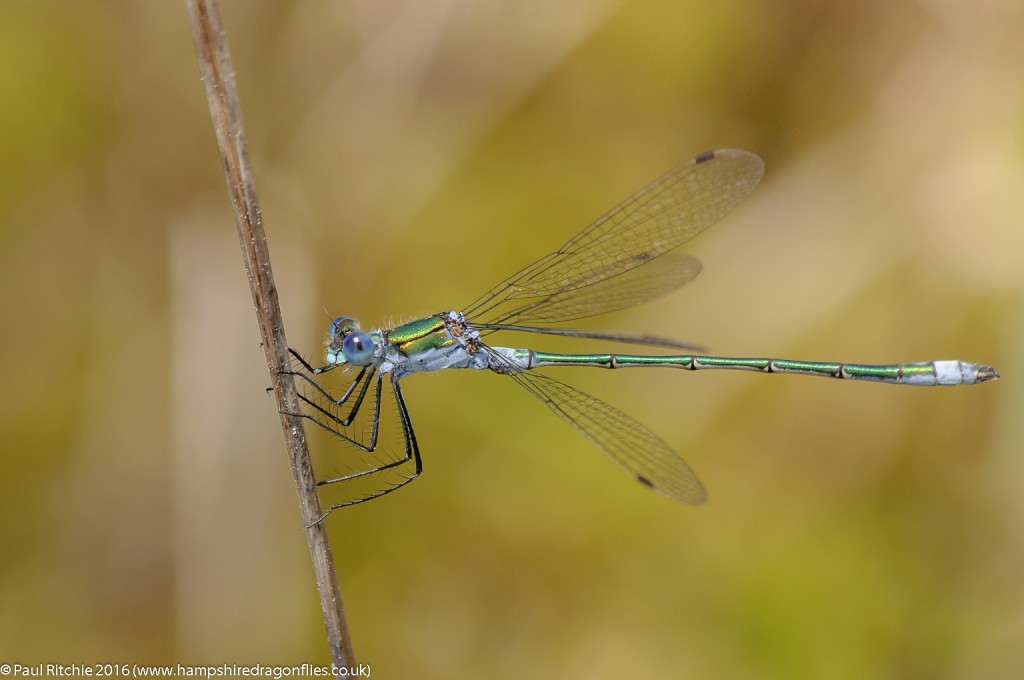 Common Emerald (Lestes sponsa) - male