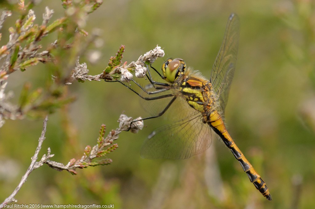 Black Darter (Sympetrum danae) - immature male