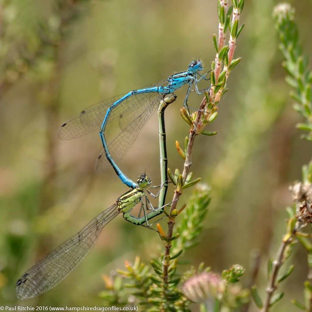 Azure (Coenagrion puella) - pair in cop