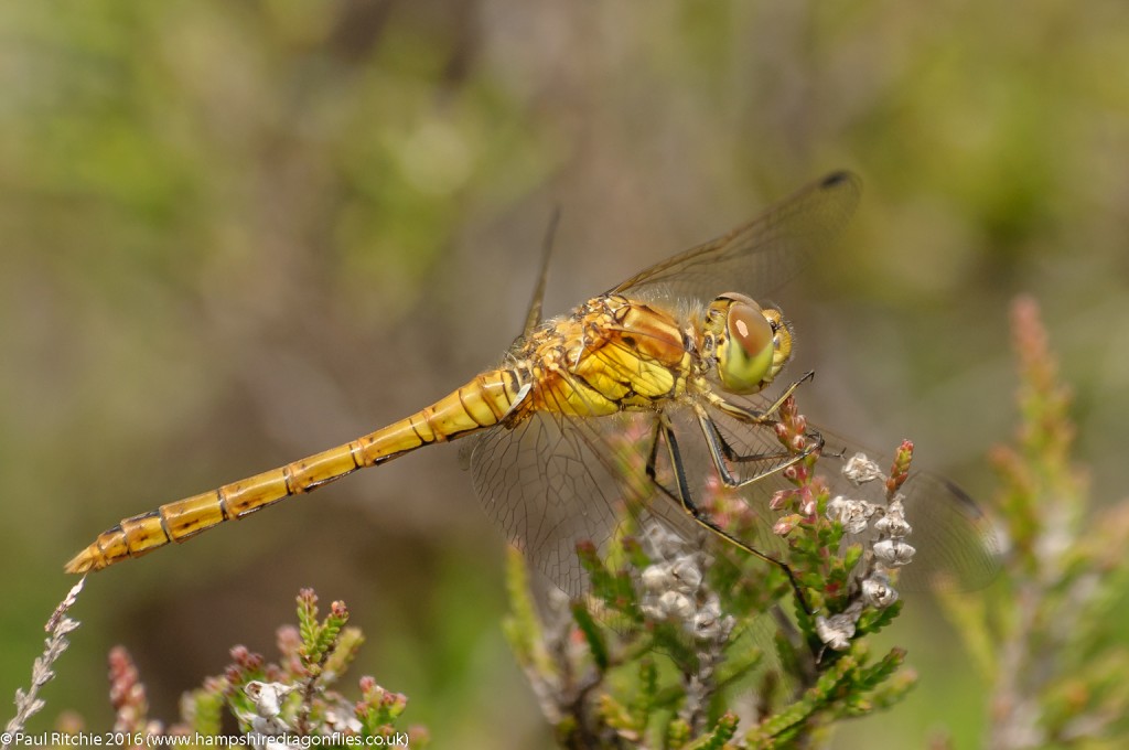 Common Darter (Sympetrum striolatum) - immature male