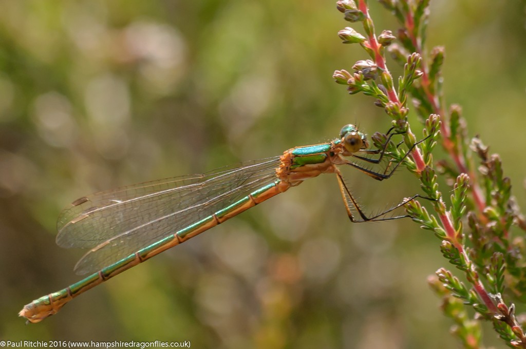 Common Emerald (Lestes sponsa) - immature female