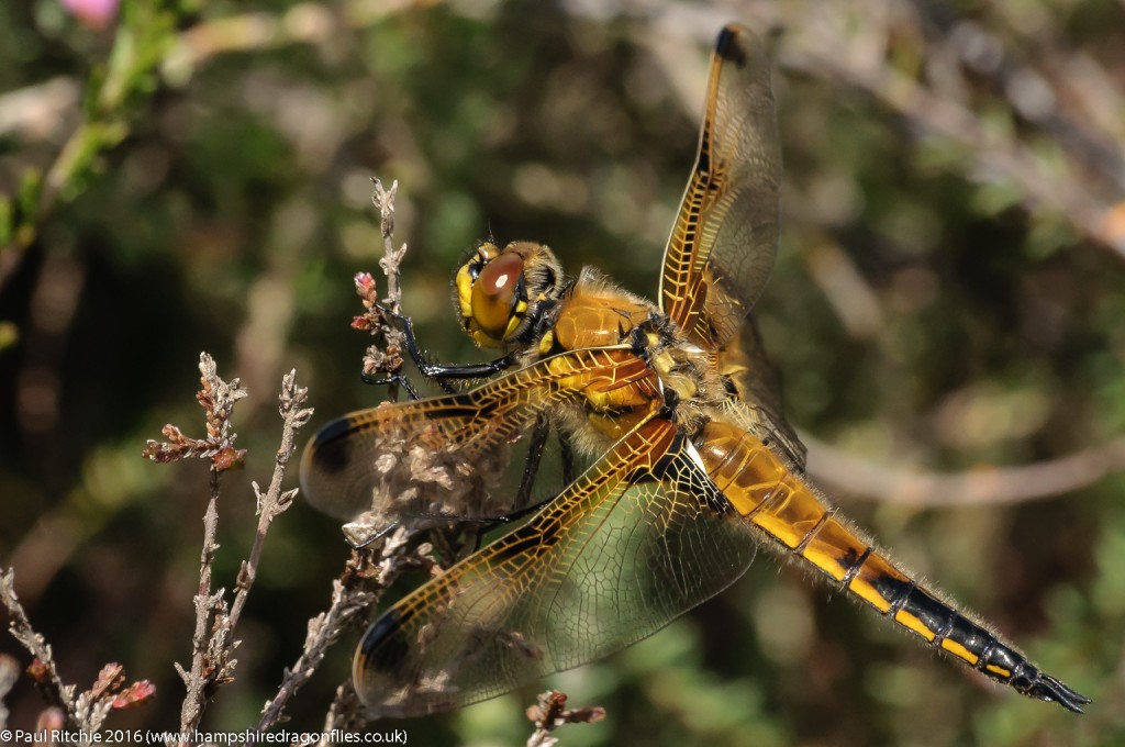 Four-spotted Chaser (Libellula quadrimaculata) - immature male (praenubila)