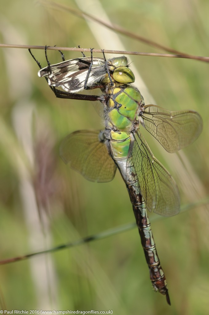 Emperor (Anax imperator) - female feeding on Marbled White