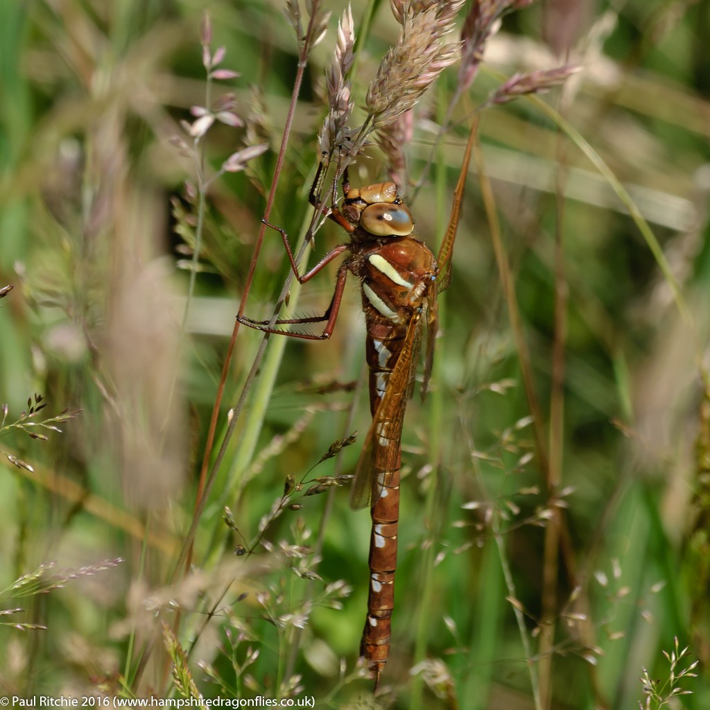 Brown Hawker (Aeshna grandis) - female