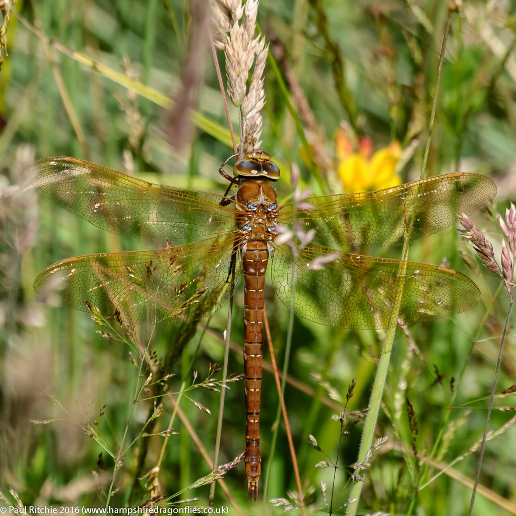 Brown Hawker (Aeshna grandis) - female