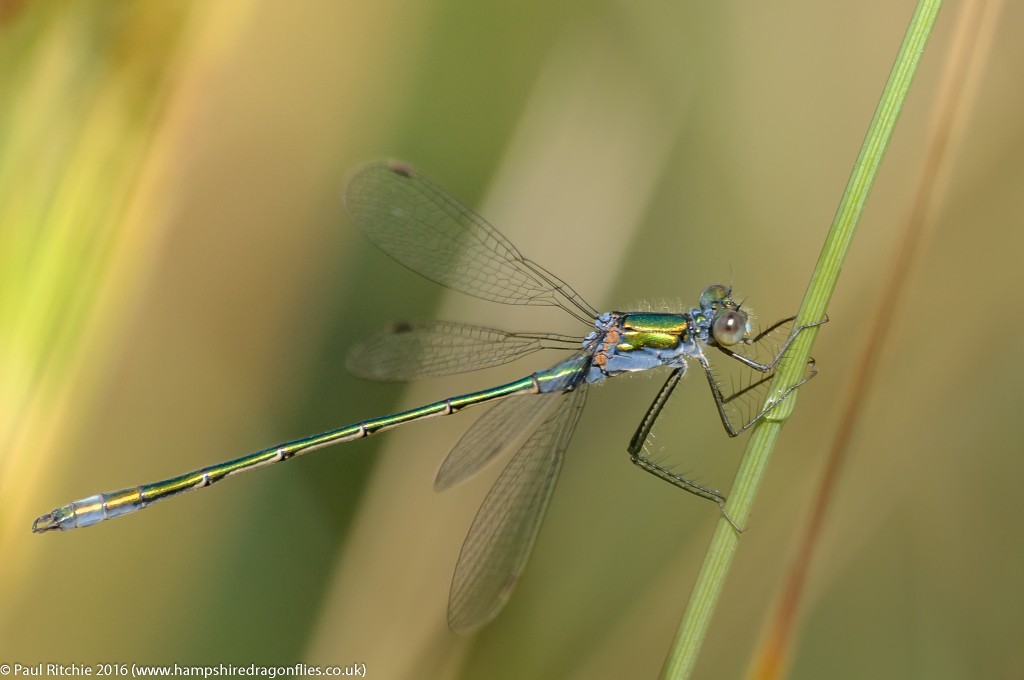 Common Emerald (Lestes sponsa) - male