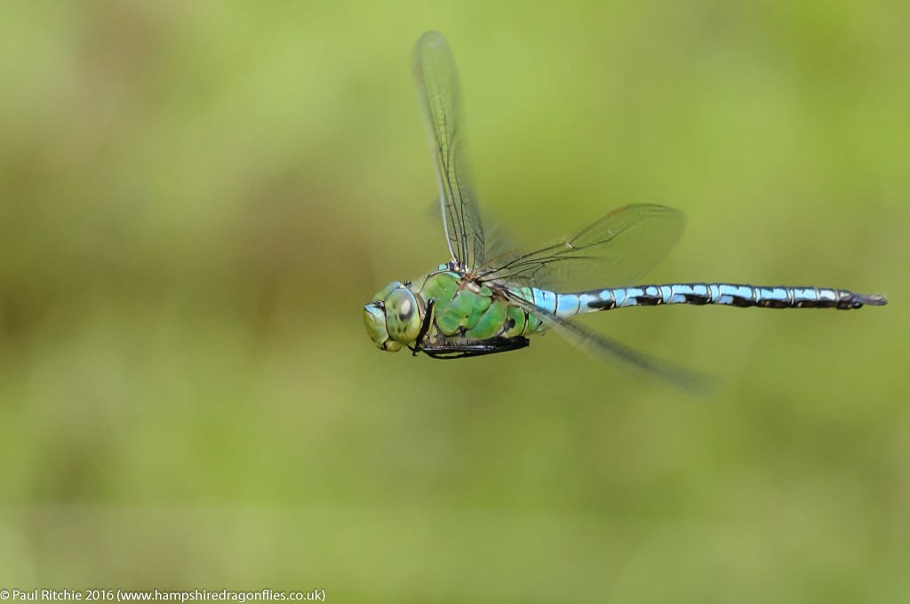 Emperor (Anax imperator) - male