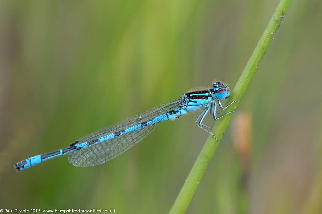 Southern Damselfly (Coenagrion mercuriale) - male