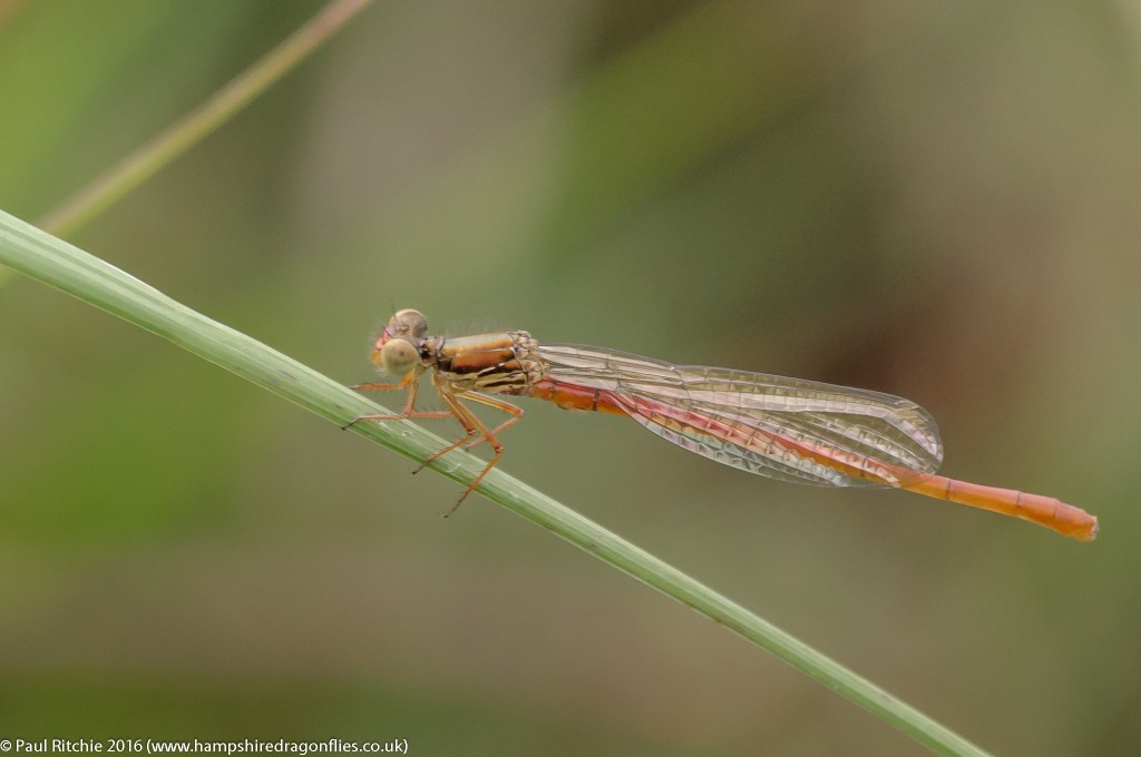 Small Red Damselfly (Ceriagrion tenellum) - teneral male