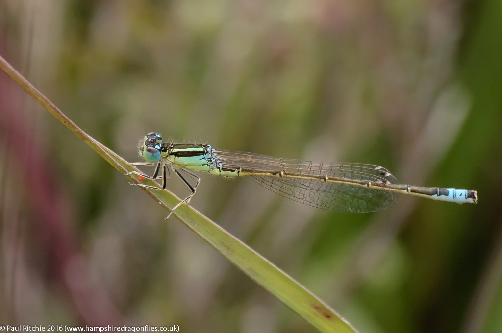 Scarce Blue-tailed Damselfly (Ischnura pumilio) - male