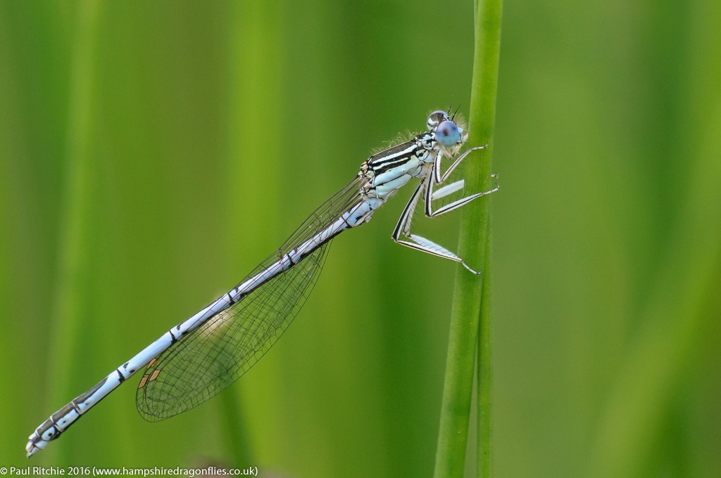 White-legged Damselfly (Platycnemis pennipes) - male