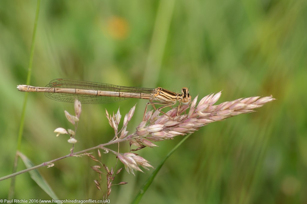 White-legged Damselfly (Platycnemis pennipes) - female