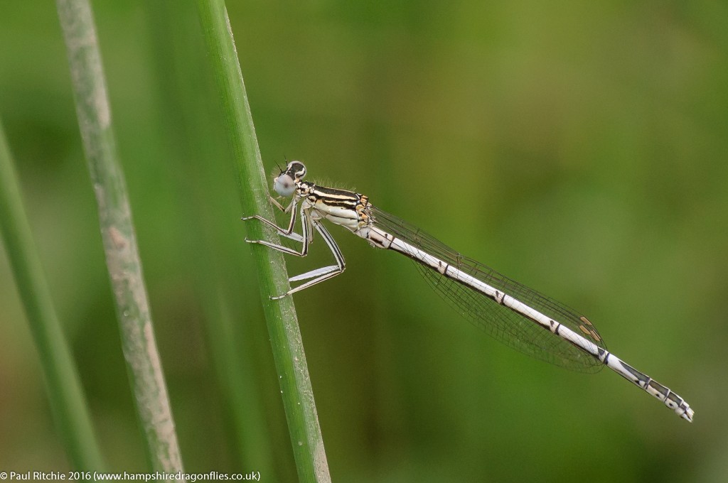 White-legged Damselfly (Platycnemis pennipes) - immature male