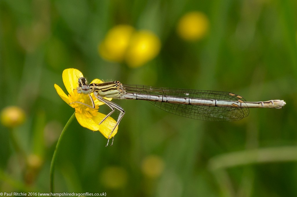 White-legged Damselfly (Platycnemis pennipes) - female