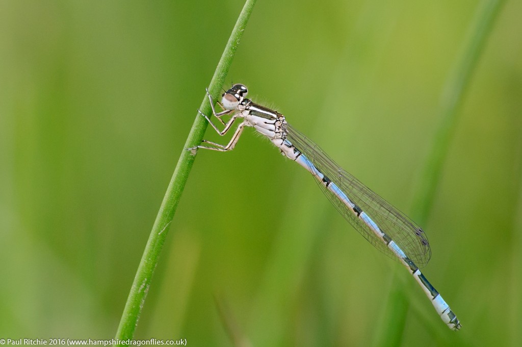 Southern Damselfly (Coenagrion mercuriale) - immature male