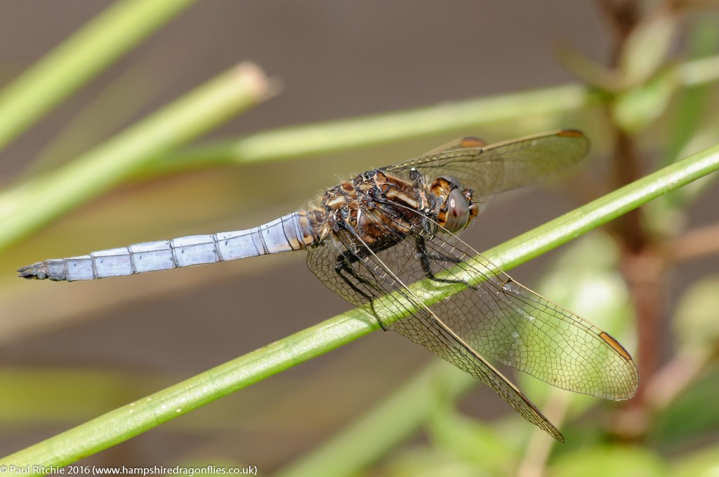 Keeled Skimmer (Orthetrum coerulescens) - male