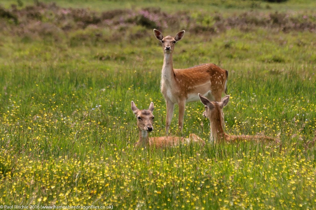 Fallow Deer relaxing in the meadow.