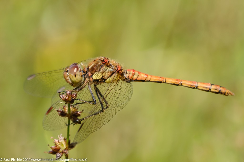 Common Darter (Sympetrum striolatum) - immature male