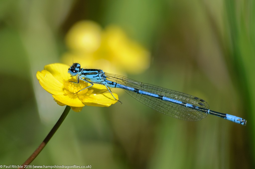 Azure Damselfly (Coenagrion puella) - male