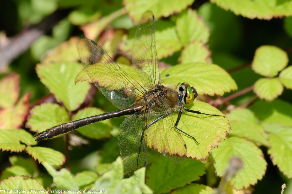 Downy Emerald (Cordulia aenea) - male