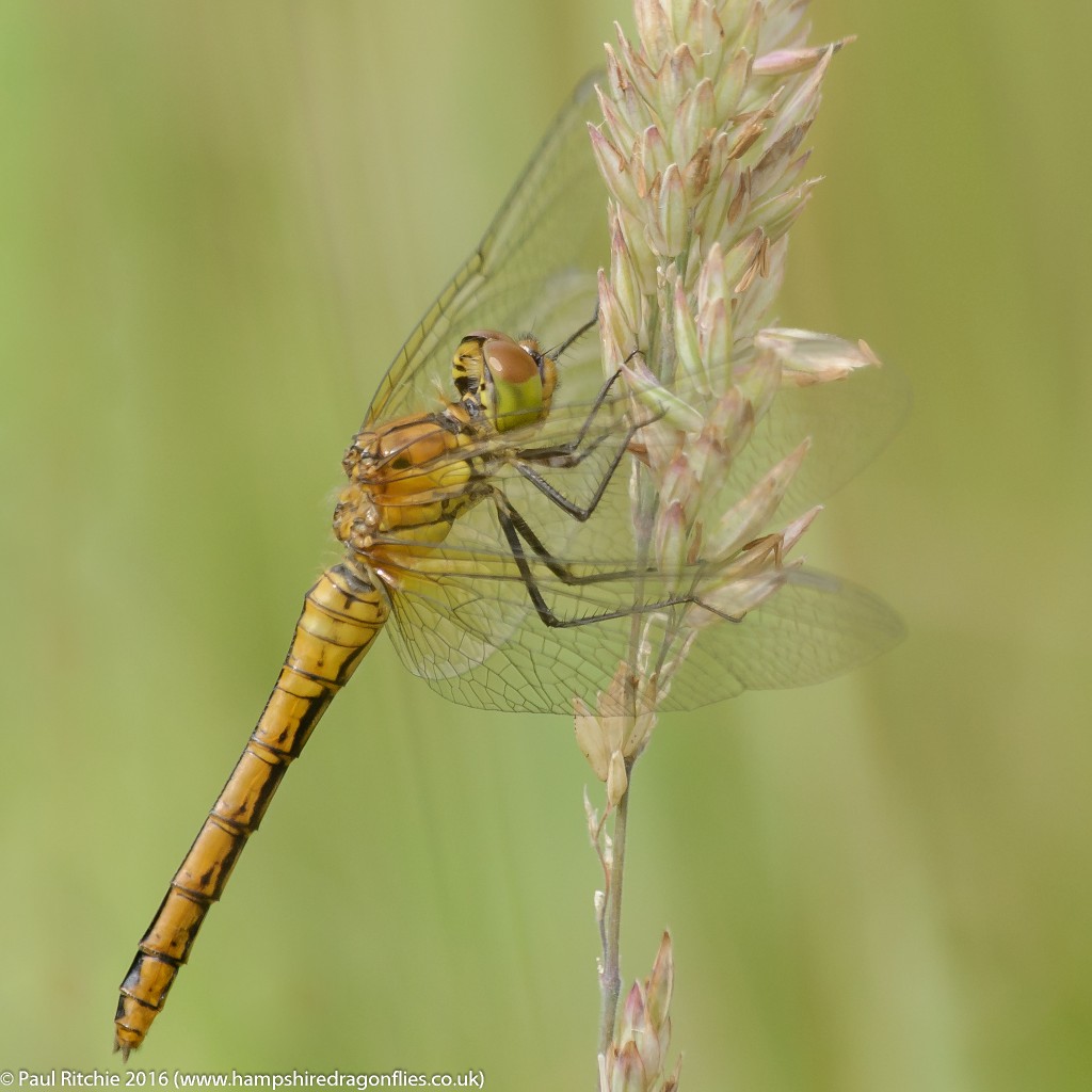 Common Darter (Sympetrum striolatum) - immature female