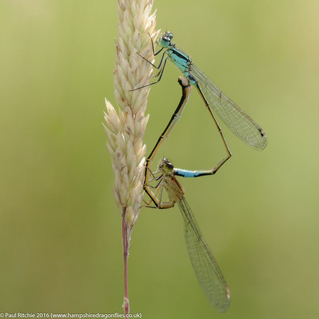 Blue-tailed Damselfly (Ischnura elegans) - pair in-cop