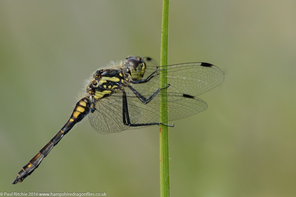 Black Darter (Sympetrum danae) - male,