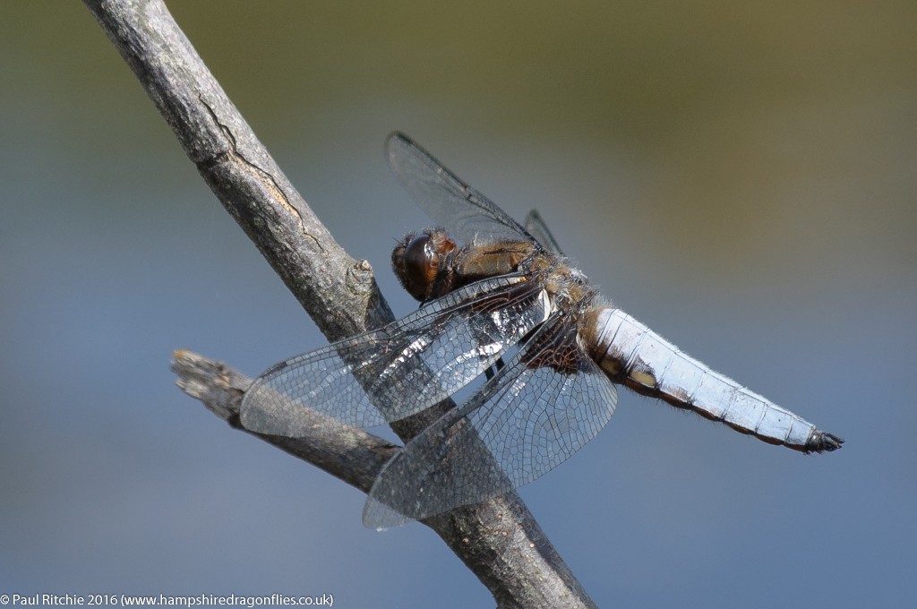 Broad-bodied Chaser (Libellula depressa) - male