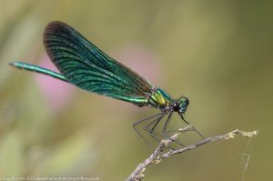Beautiful Demoiselle (Calopteryx virgo) - male